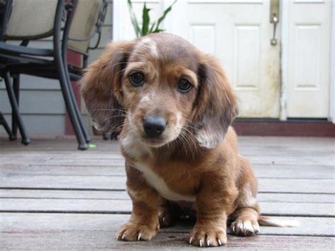 mini doxie puppies for sale in oregon